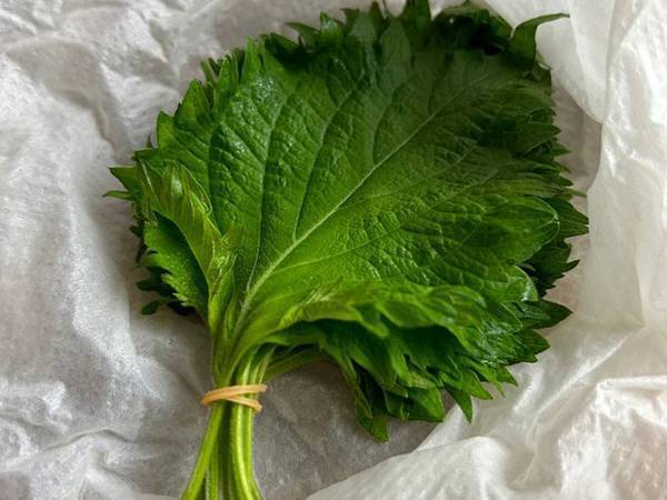 大量消費で焦りがちな『青じそ』　長期保存するコツに「なるほど！」「知らなかった！」