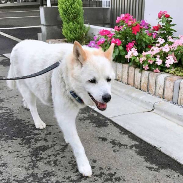 愛犬と散歩をしていると…　犬種を聞いてきた男性が発した『ひと言』が独特すぎる