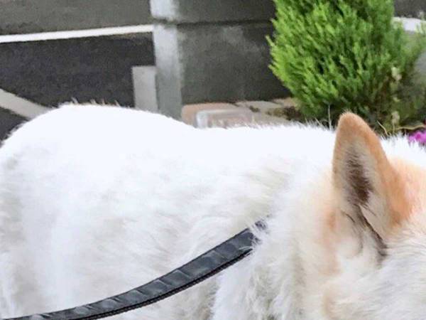 愛犬と散歩をしていると…　犬種を聞いてきた男性が発した『ひと言』が独特すぎる