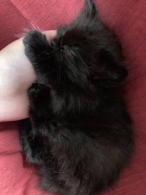 飼い主が心配していること　家に来て１週間の子猫　寝ている時の場所が？