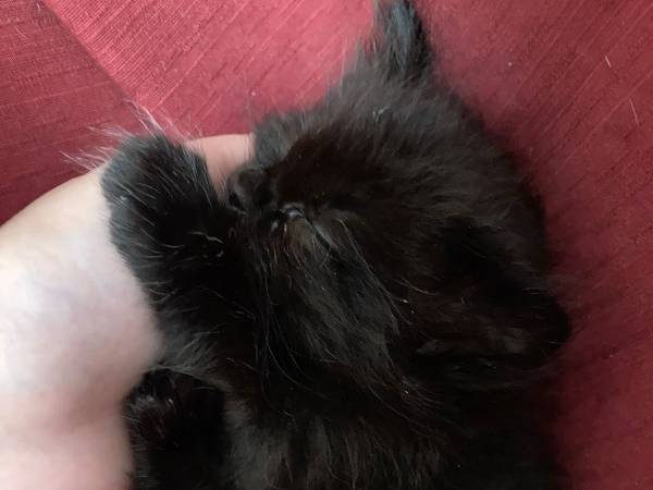 飼い主が心配していること　家に来て１週間の子猫　寝ている時の場所が？