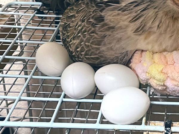 鳥「なんで…」　一生懸命やっているのに、うまくいかない！