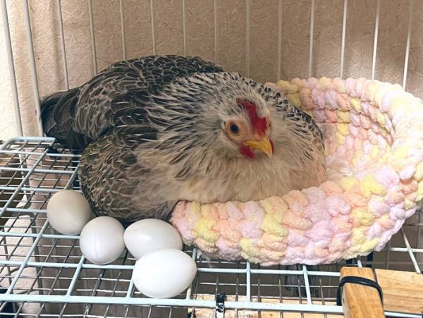 鳥「なんで…」　一生懸命やっているのに、うまくいかない！