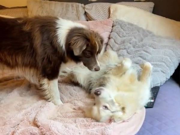 耳が聞こえない犬を遊びに誘いたい犬　見せた『行動』に「優しすぎて泣ける」