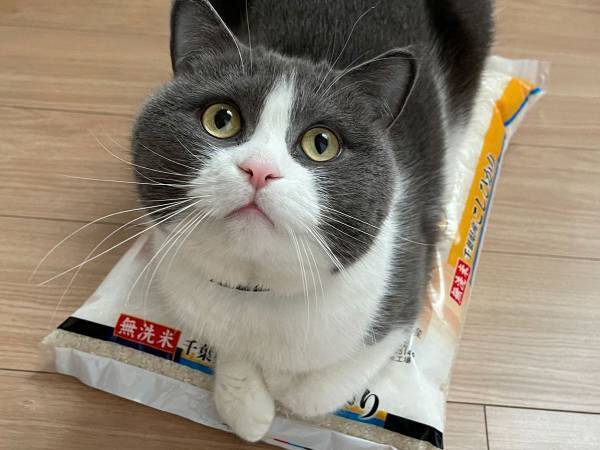 「それは…君の爪とぎじゃないからね」　飼い主をハラハラさせた、猫の行動がコチラ