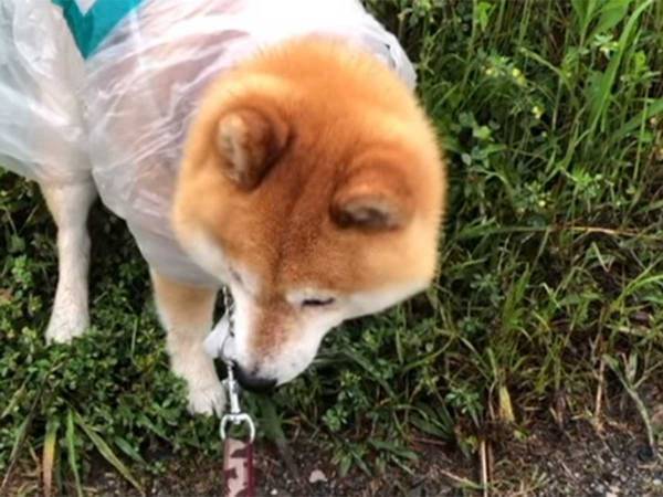 愛犬にジャストフィットする『カッパ』　背中の文字に「これはジワる」「笑った」