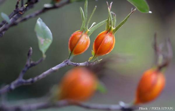汗の季節、吹く風に、爽やかな『涼』を感じさせる『くちなしの花の香り』