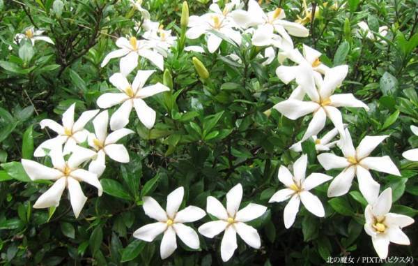 汗の季節、吹く風に、爽やかな『涼』を感じさせる『くちなしの花の香り』