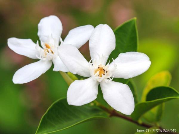 汗の季節、吹く風に、爽やかな『涼』を感じさせる『くちなしの花の香り』