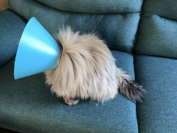 「説明がなかったら分からなかった」　エリザベスカラーを着用した…猫なのか、本当に？