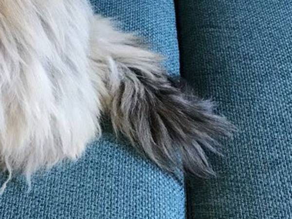 「説明がなかったら分からなかった」　エリザベスカラーを着用した…猫なのか、本当に？