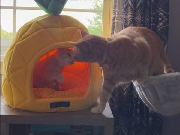 パイナップル型のベッドが怖くて入れない猫　動画に涙する人が続出「よく頑張ったね」