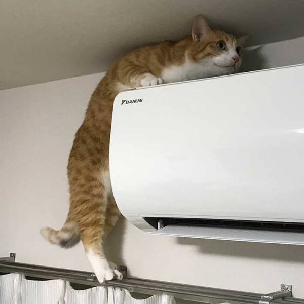 「始まりは２年前…」　エアコン登頂をする猫と阻止したい飼い主　写真に笑いが込み上げる