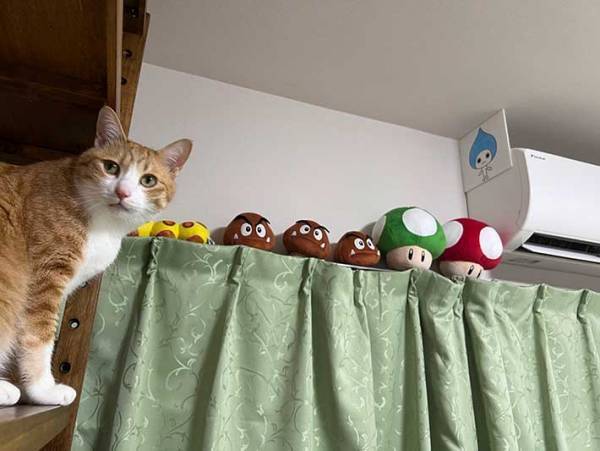 「始まりは２年前…」　エアコン登頂をする猫と阻止したい飼い主　写真に笑いが込み上げる