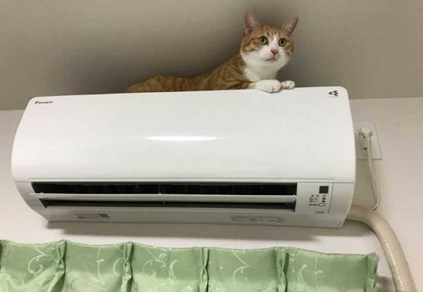 「始まりは２年前…」　エアコン登頂をする猫と阻止したい飼い主　写真に笑いが込み上げる