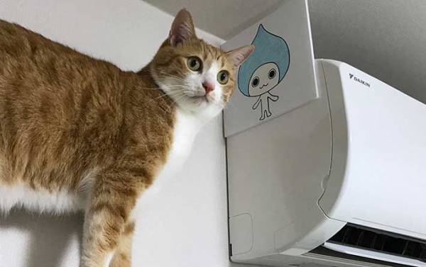 「始まりは２年前…」　エアコン登頂をする猫と阻止したい飼い主　写真に笑いが込み上げる