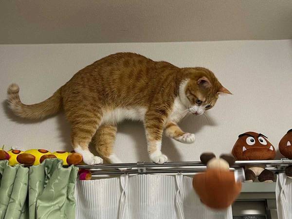 「始まりは２年前…」　エアコン登頂をする猫と阻止したい飼い主　写真に笑いが込み上げる