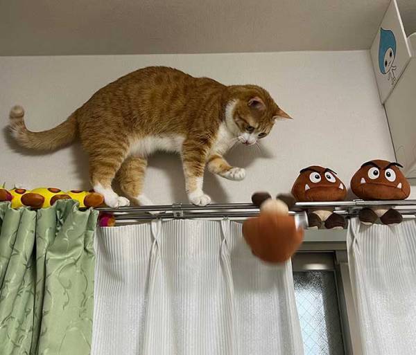 「始まりは２年前…」　エアコン登頂をする猫と阻止したい飼い主　写真に笑いが込み上げる