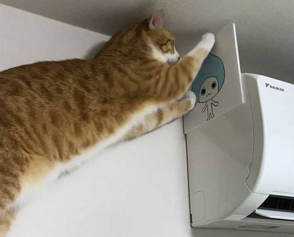 「始まりは２年前…」　エアコン登頂をする猫と阻止したい飼い主　写真に笑いが込み上げる