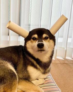 よく見ると、ちょっと様子がおかしい柴犬の写真がネットで話題に