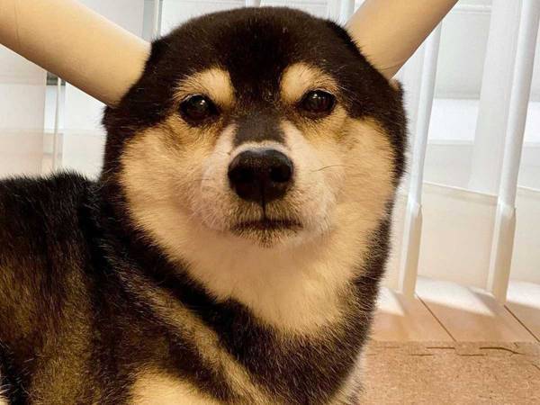 よく見ると、ちょっと様子がおかしい柴犬の写真がネットで話題に