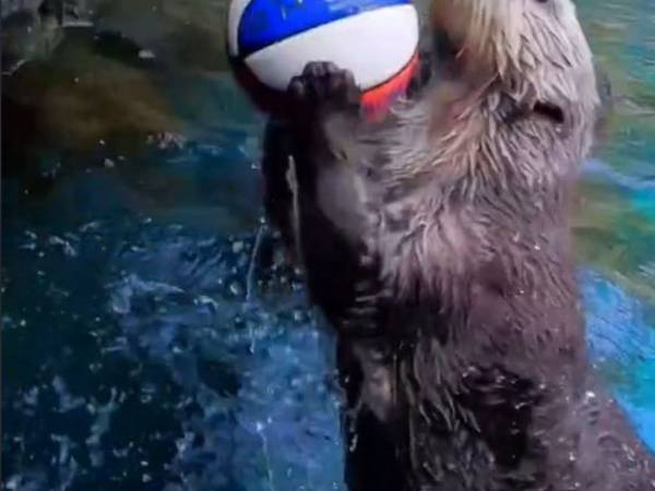 ダンクシュ―トを華麗に決める『動物』がいる？　証拠の動画がこちら　「かっこいい！」