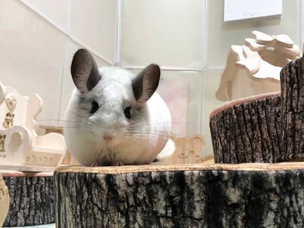 「可愛すぎて笑った！けど…」　やけに親近感のあるトトロがネットで話題に