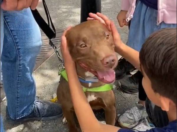 譲渡会で里親が決まらなかった保護犬　なのに祝福の声が上がったワケは？