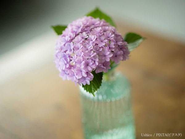 しおれたアジサイが復活　生花店の『簡単ワザ』に反響　「革命的！」「コレは知らなかった」