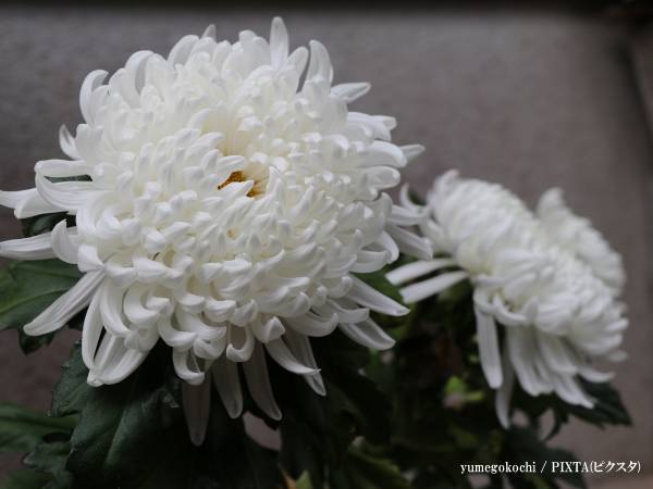 【訃報】あかじこうさん２８歳が逝去　『ぷよぷよ』大会の活躍に「いい試合をありがとう」