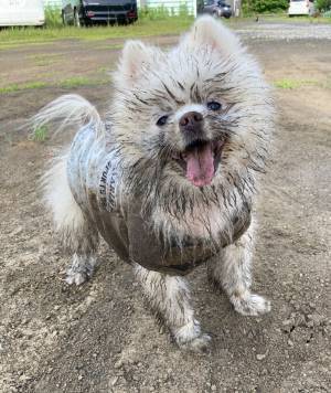 「もう笑うしかない」「理解が追いつかねえ！」　水浸しになった庭を楽しんでいたのは…