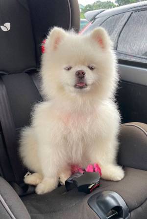 「もう笑うしかない」「理解が追いつかねえ！」　水浸しになった庭を楽しんでいたのは…