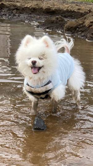 「もう笑うしかない」「理解が追いつかねえ！」　水浸しになった庭を楽しんでいたのは…