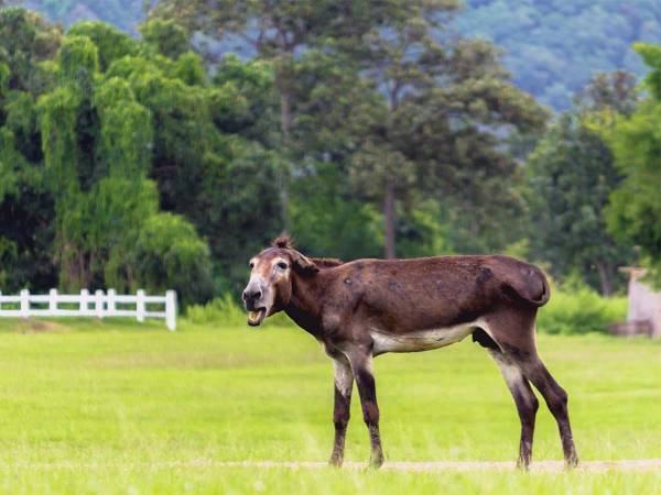 牧場の前を通りかかった女性　すると１頭のラバが…？　「笑いすぎてお腹が痛い」