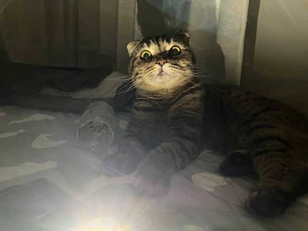 世にも奇妙な…？　まるでホラーな猫の表情に「雰囲気出てる」「どんな話をするんだろう」