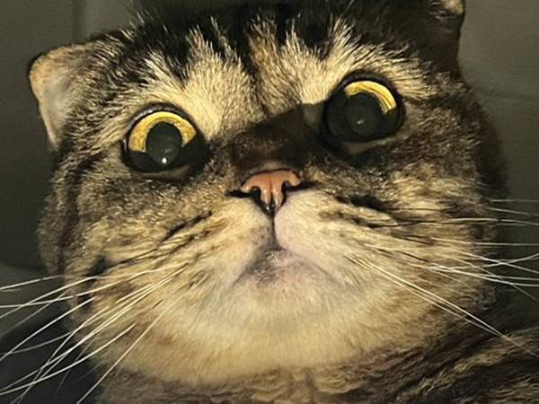 世にも奇妙な…？　まるでホラーな猫の表情に「雰囲気出てる」「どんな話をするんだろう」