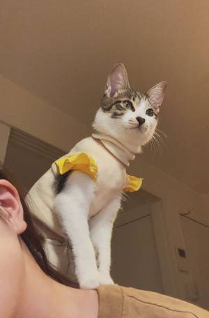 先生たちの話し声が筒抜け！　動物病院の『対応』に「大笑いしちゃった」「動物に神対応」