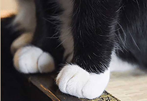 草津の町にたたずむ旅館　全国から客足が途絶えない『理由』とは？