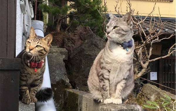 草津の町にたたずむ旅館　全国から客足が途絶えない『理由』とは？