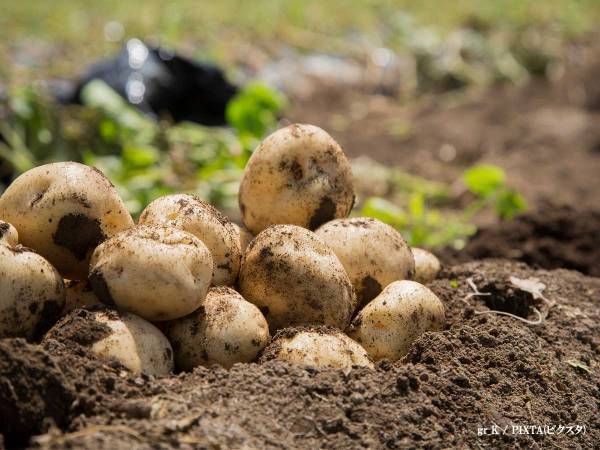 父親から「ジャガイモ掘りを手伝ってほしい」とLINE　「ジョークが斬新」「笑いすぎてお腹痛い」