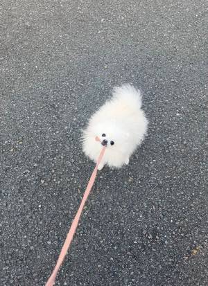 散歩中、愛犬が見せた『抵抗』　その方法が、あざとすぎる…！