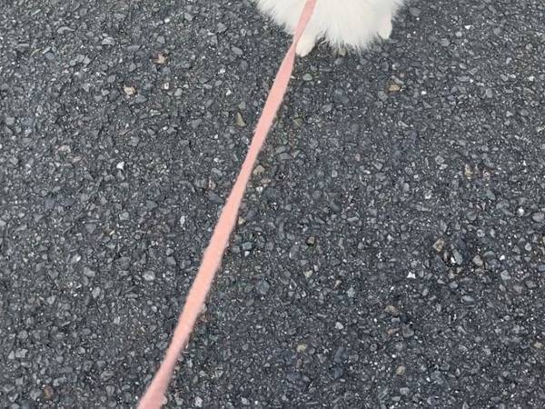 散歩中、愛犬が見せた『抵抗』　その方法が、あざとすぎる…！