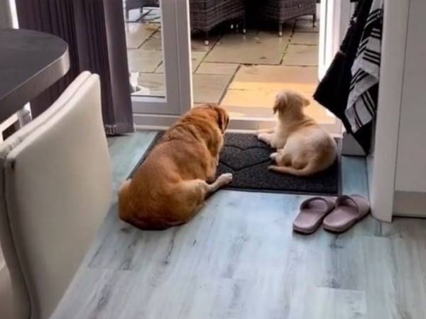 鳥の声を聞いている２匹の犬　その８か月後を映した動画に「涙が止まらない」