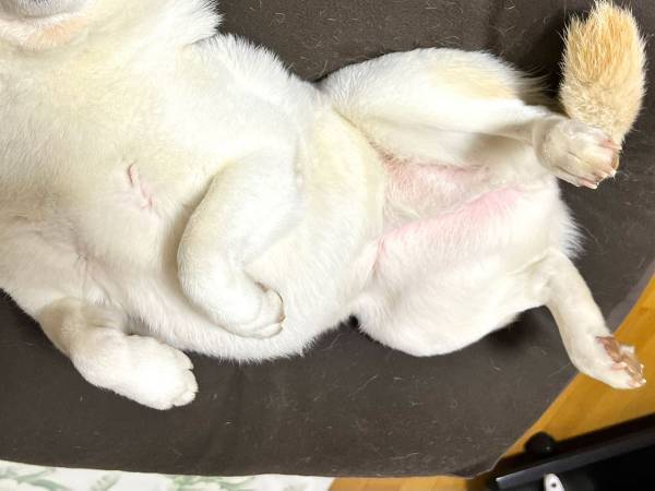 「もはや犬ではない」と言われてしまった柴犬　その理由に…納得！