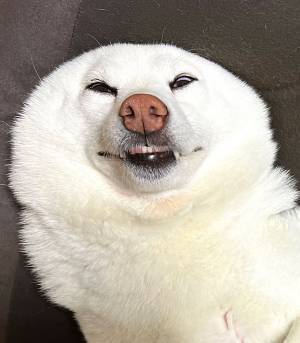 「もはや犬ではない」と言われてしまった柴犬　その理由に…納得！