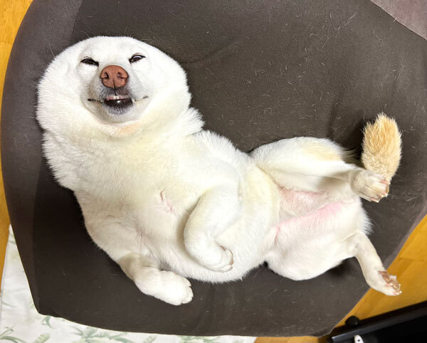 「もはや犬ではない」と言われてしまった柴犬　その理由に…納得！