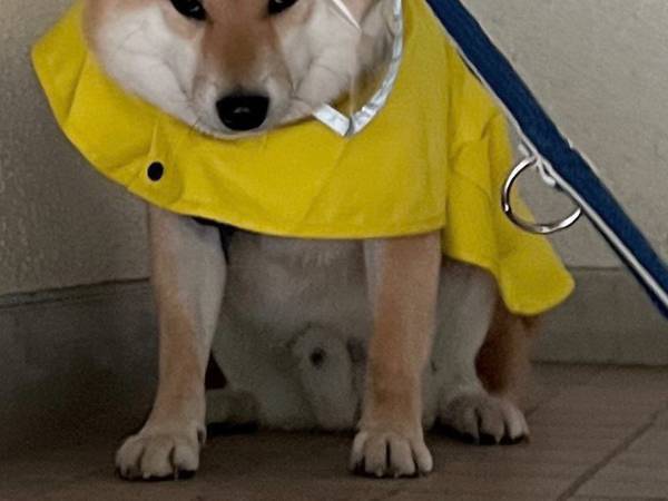 柴犬が見せた『断固拒否顔』に爆笑！　「分かりやすく嫌そう」