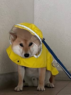 柴犬が見せた『断固拒否顔』に爆笑！　「分かりやすく嫌そう」