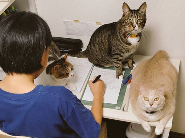 期末テストの勉強に励む子　机の上に広がる光景が…よく集中できるな！