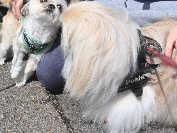 散歩中１匹の犬に遭遇した飼い主　次の瞬間目を疑う光景が…！